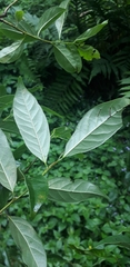 Magnoliopsida