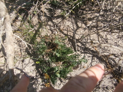 Pelargonium pillansii