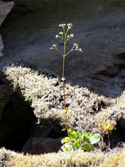 Valeriana paniculata
