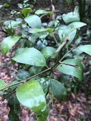 Ilex coriacea
