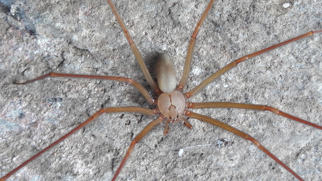 Loxosceles zapoteca