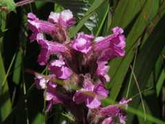 Harveya pauciflora