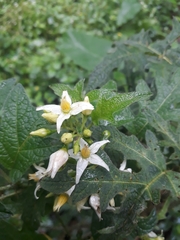 Solanaceae