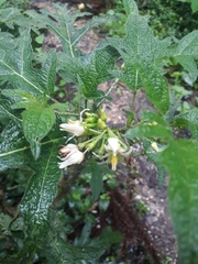 Solanaceae