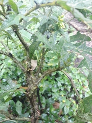 Solanaceae
