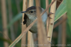Bradypterus baboecala