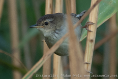 Bradypterus baboecala