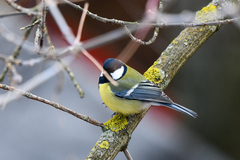 Parus major