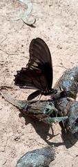 Battus polydamas