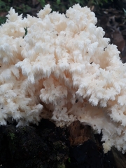 Fungi