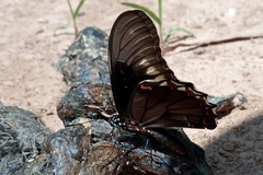 Battus polydamas