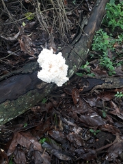 Fungi