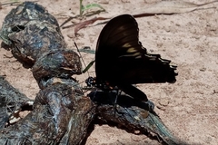 Battus polydamas