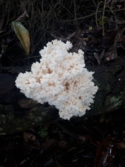 Fungi