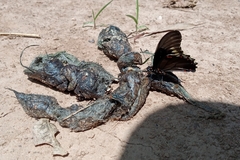 Battus polydamas