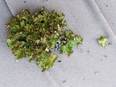 Tuckermanopsis platyphylla