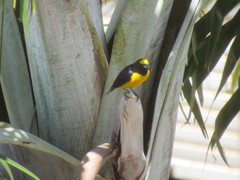 Euphonia chlorotica