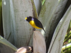 Euphonia chlorotica