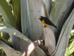 Euphonia chlorotica