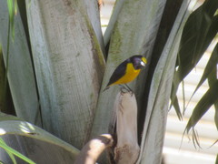 Euphonia chlorotica