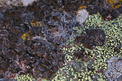 Umbilicaria polaris image