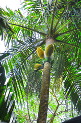 Deckenia nobilis