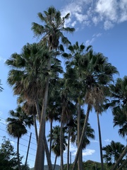 Sabal mauritiiformis