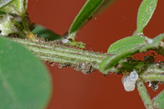 Acizzia jamatonica