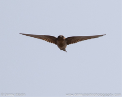 Ptyonoprogne concolor