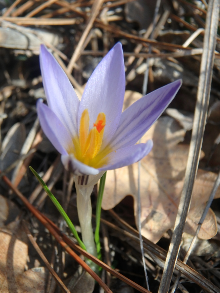Crocuses