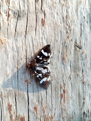 Desmia bajulalis