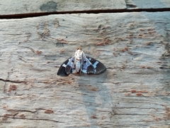 Desmia bajulalis