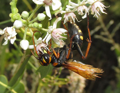 Cryptocheilus octomaculatus