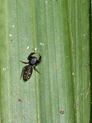 Metacyrba punctata