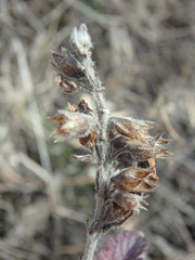 Teucrium chamaedrys nuchense