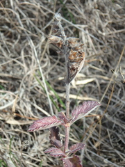 Teucrium chamaedrys nuchense