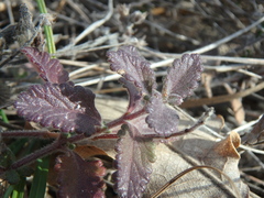 Teucrium chamaedrys nuchense