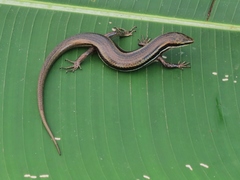 Marisora brachypoda