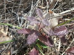 Teucrium chamaedrys nuchense