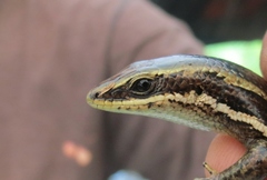 Marisora brachypoda