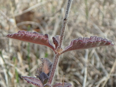 Teucrium chamaedrys nuchense