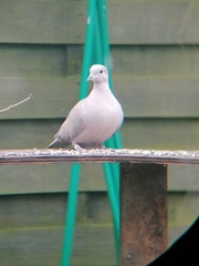 Streptopelia decaocto