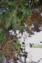 Oncidium sphacelatum