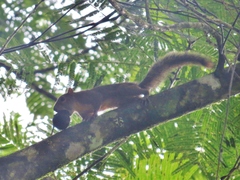 Sciurus richmondi