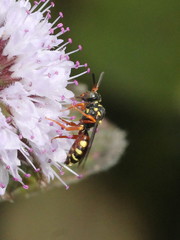 Nomada rufipes