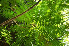 Averrhoa bilimbi