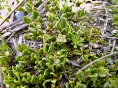 Muehlenbeckia volcanica