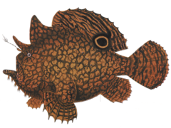 Brackish-Water Frogfish photo 3