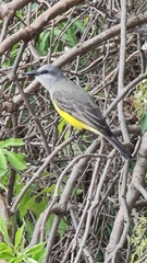 Tyrannus melancholicus