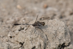 Orthetrum sabina